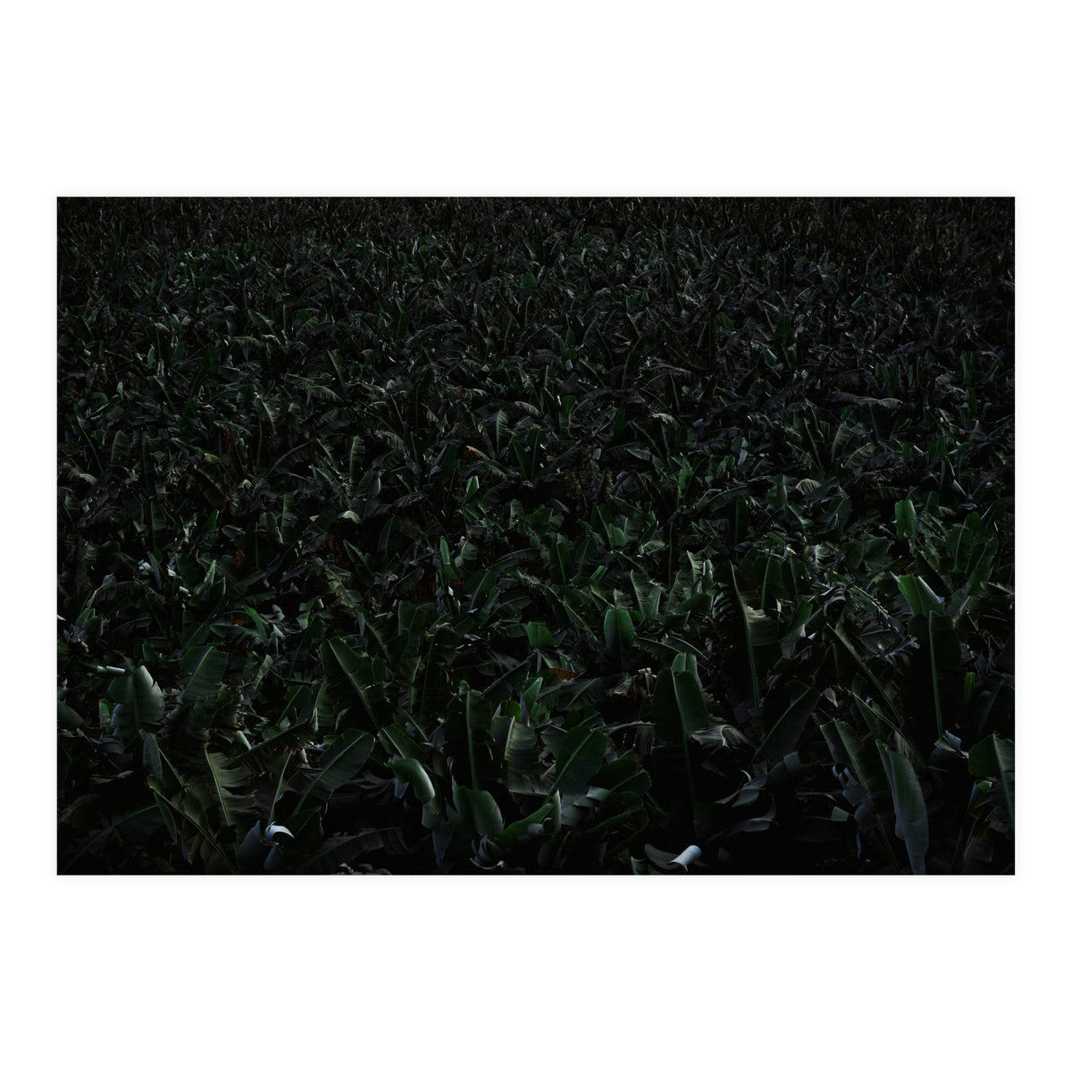 Obscurity (Print Only)