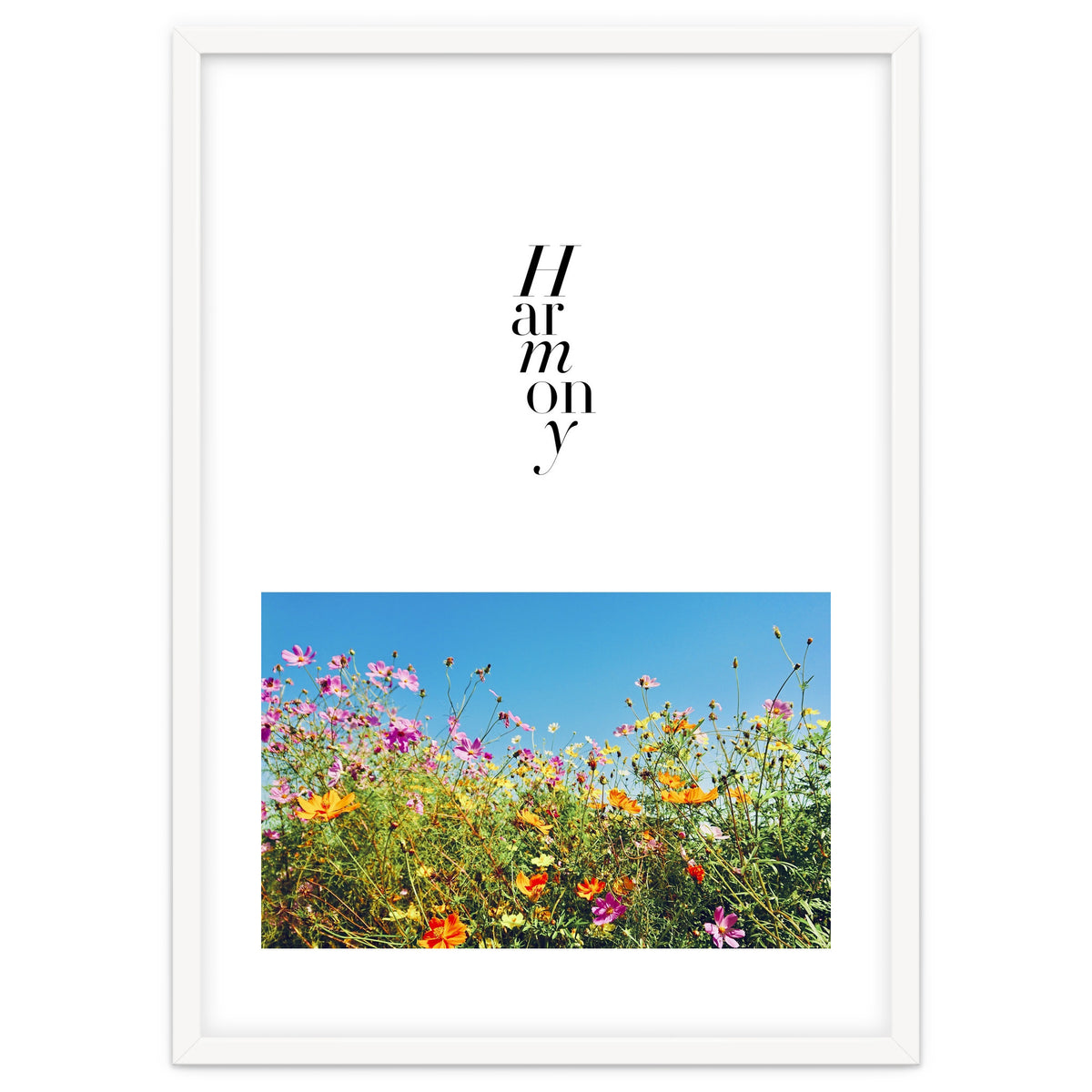 Harmony - cosmos flower - nature photography