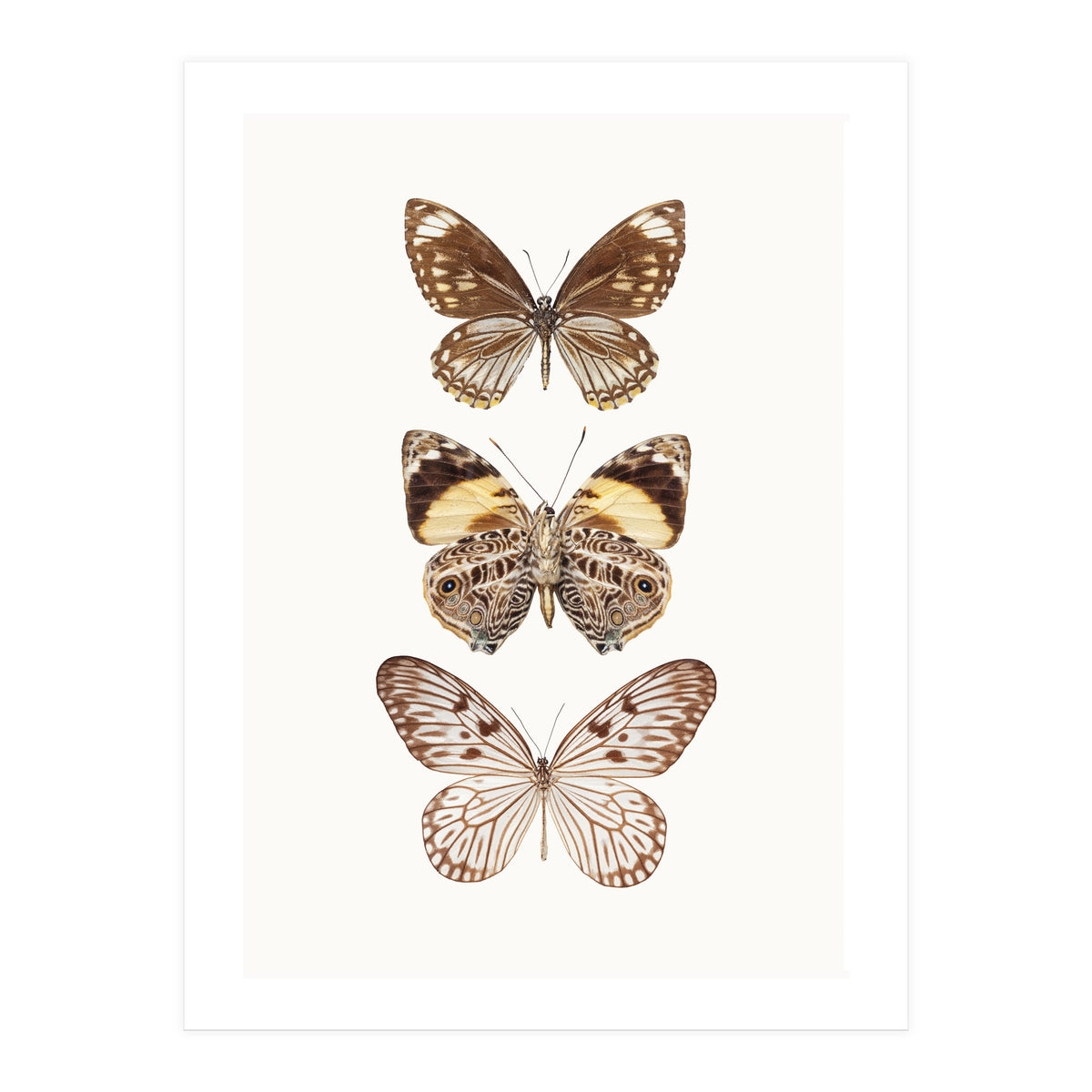 Cc Butterflies 06 (Print Only)