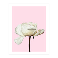 White Peony Pink Background (Print Only)