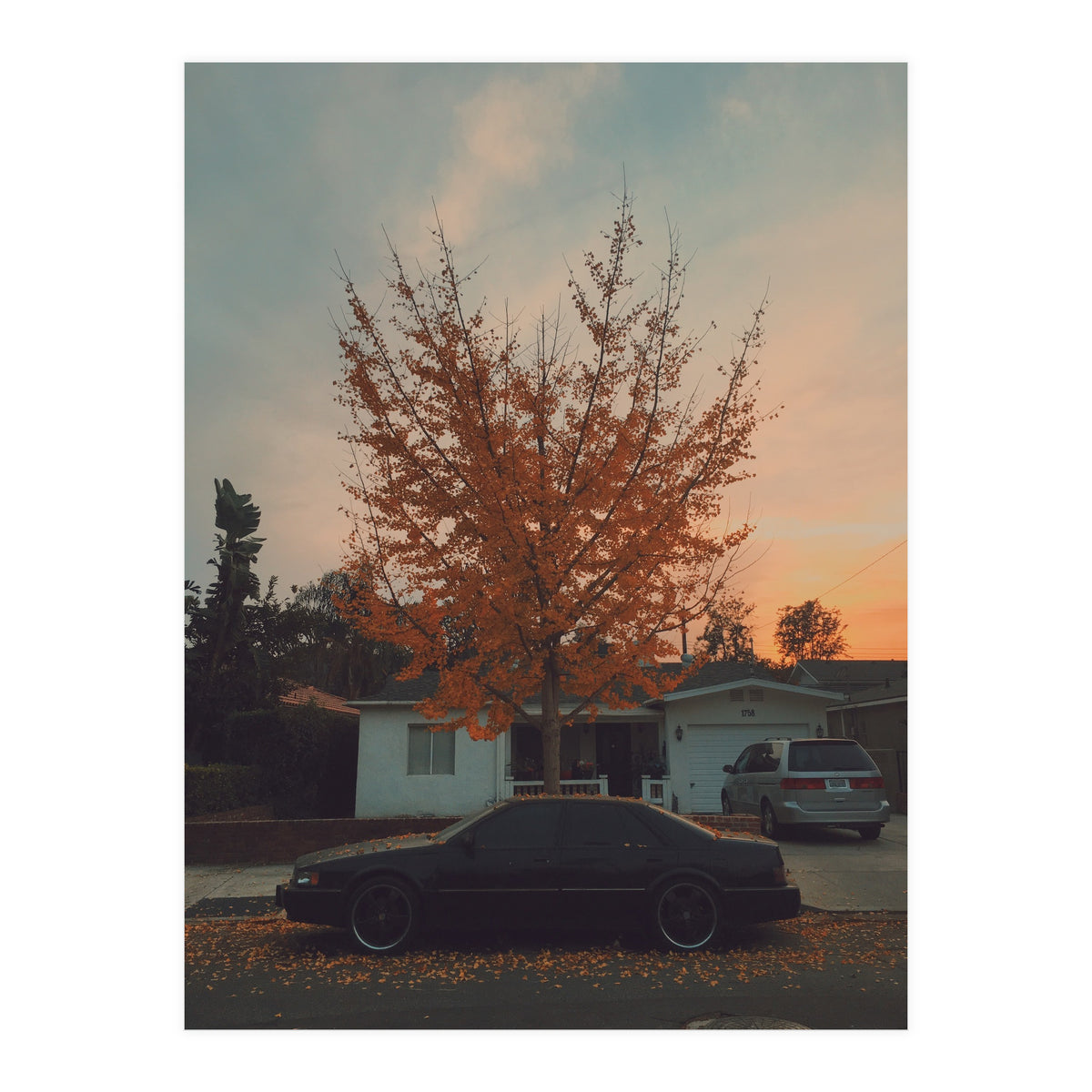 Autumn tree (Print Only)