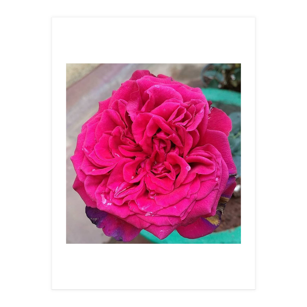 Beautiful Fragrant Rose (Print Only)
