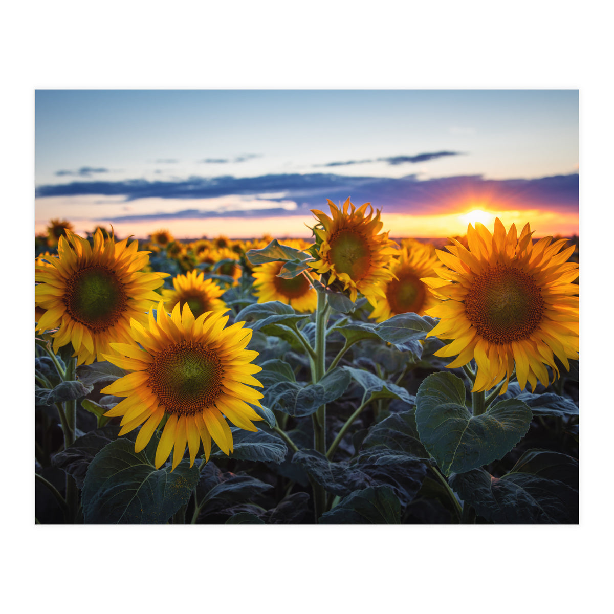 Sunflowers (Print Only)