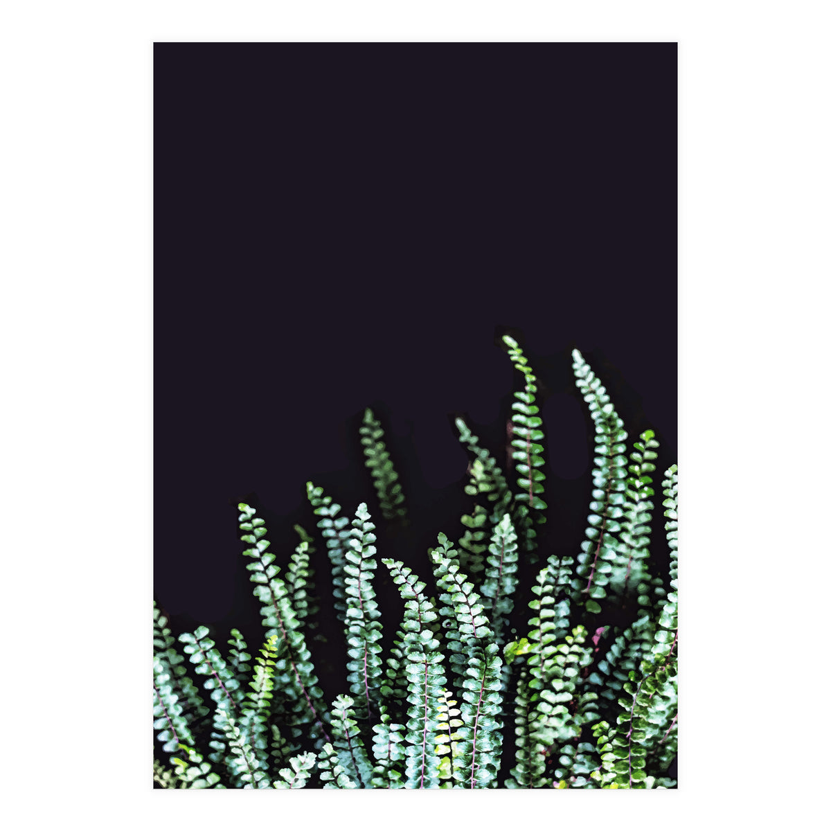 Dark Nature (Print Only)