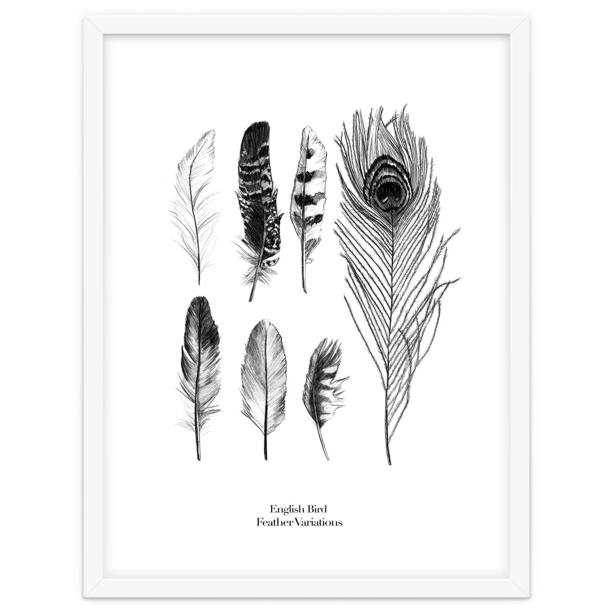 English Feather Variations