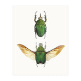 Cc Insects 02 (Print Only) thumbnail