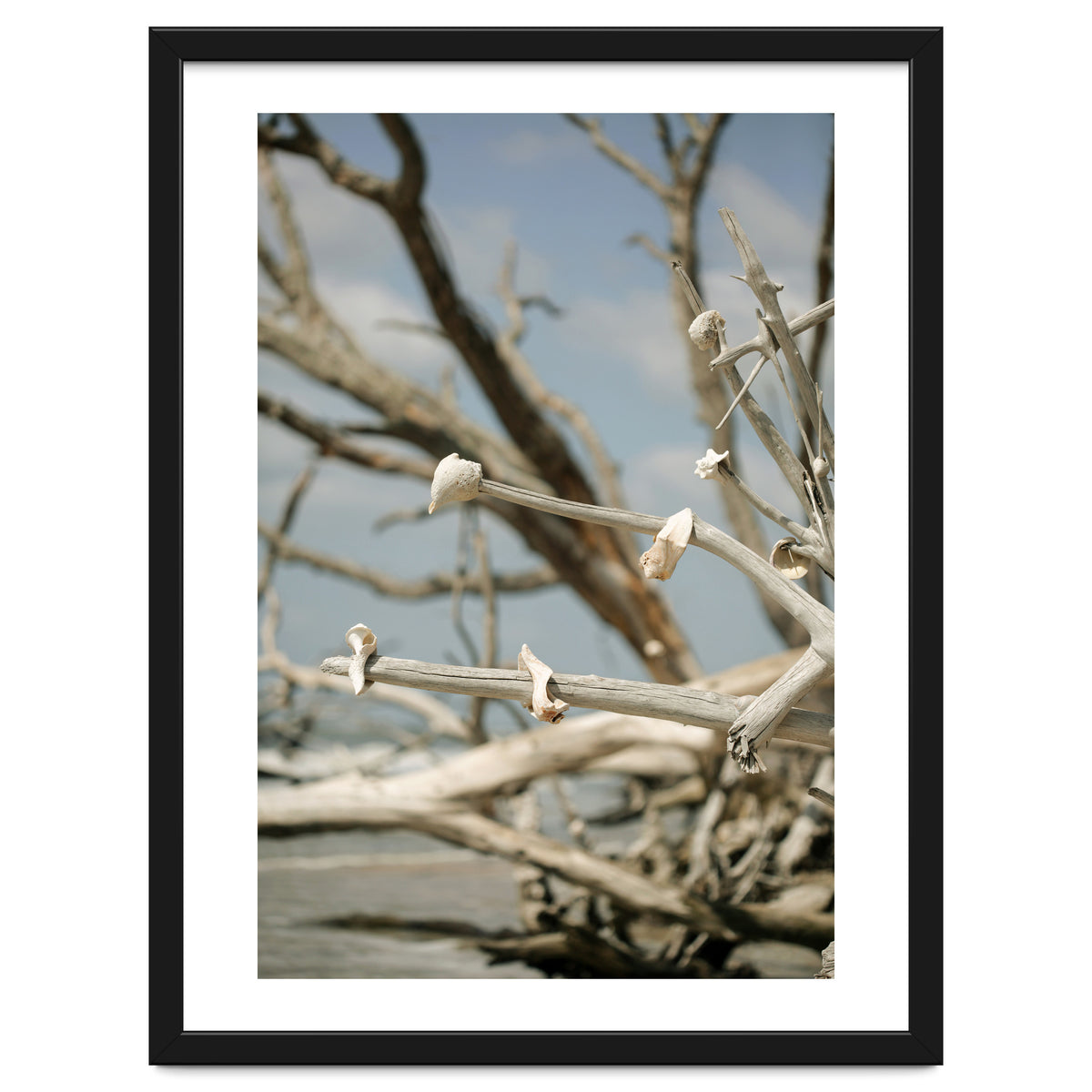 Seashells And Driftwood