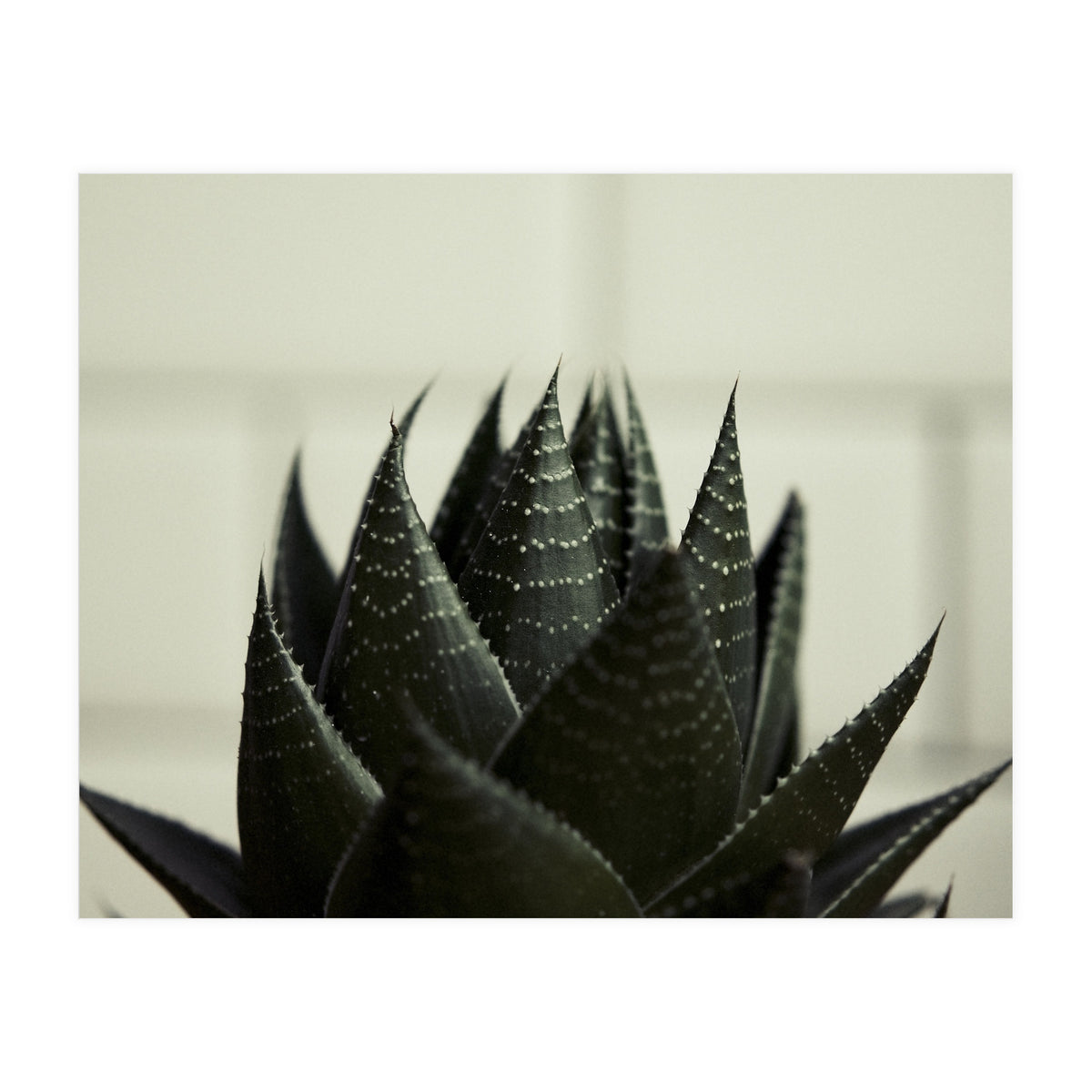 Succulent (Print Only)