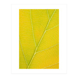 Autumn Leaf (Print Only) thumbnail