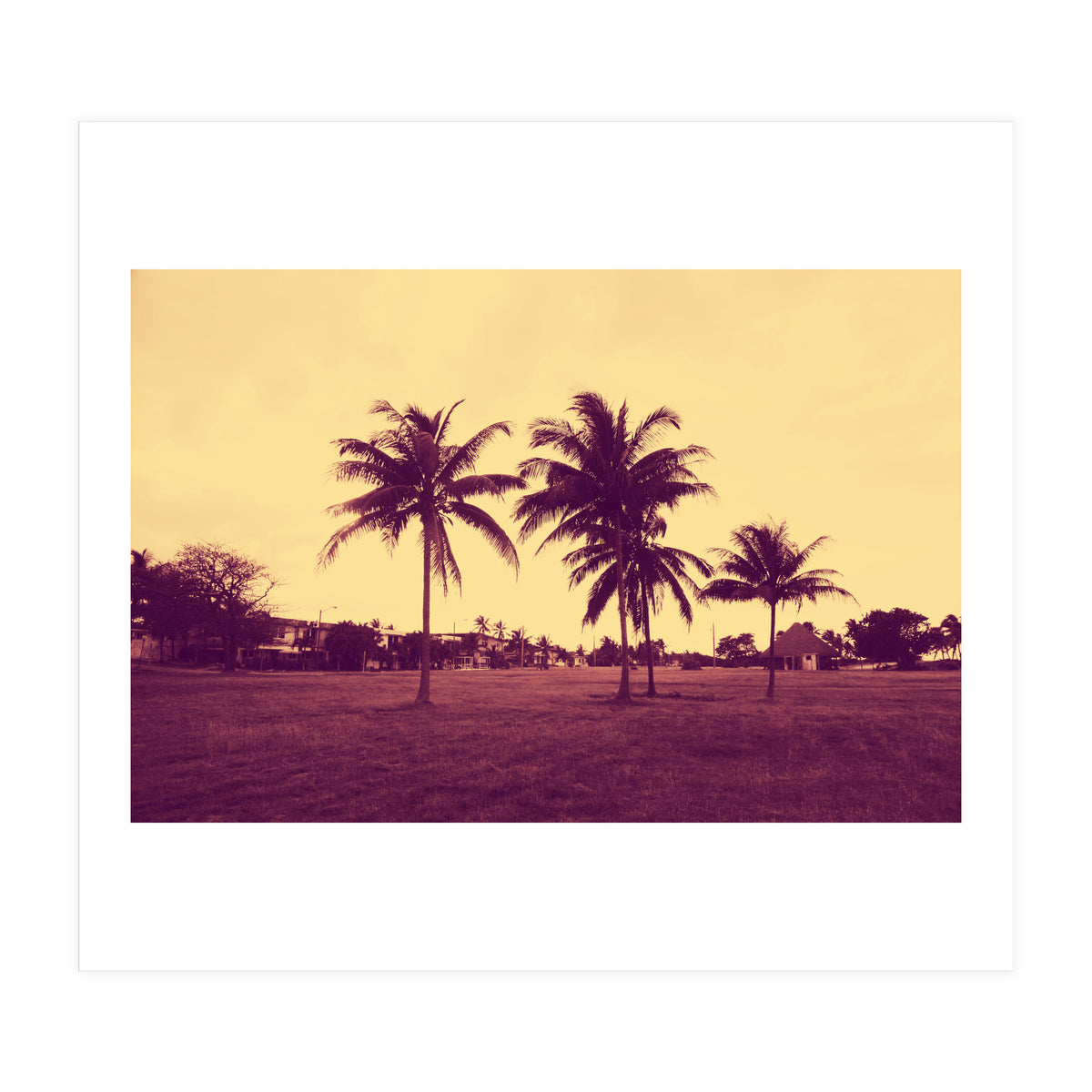 Palm Trees (Print Only)