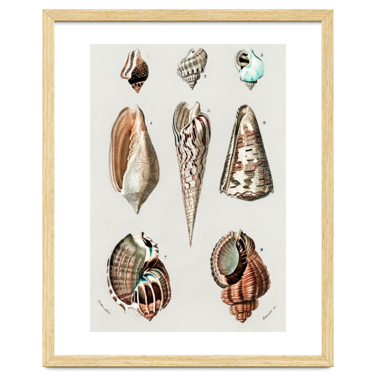 Different types of mollusks illustrated