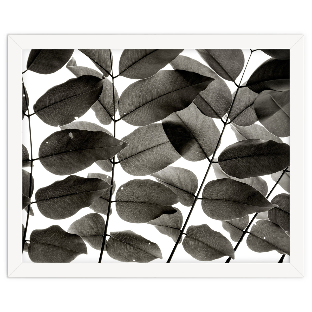 Branches and Leaves I