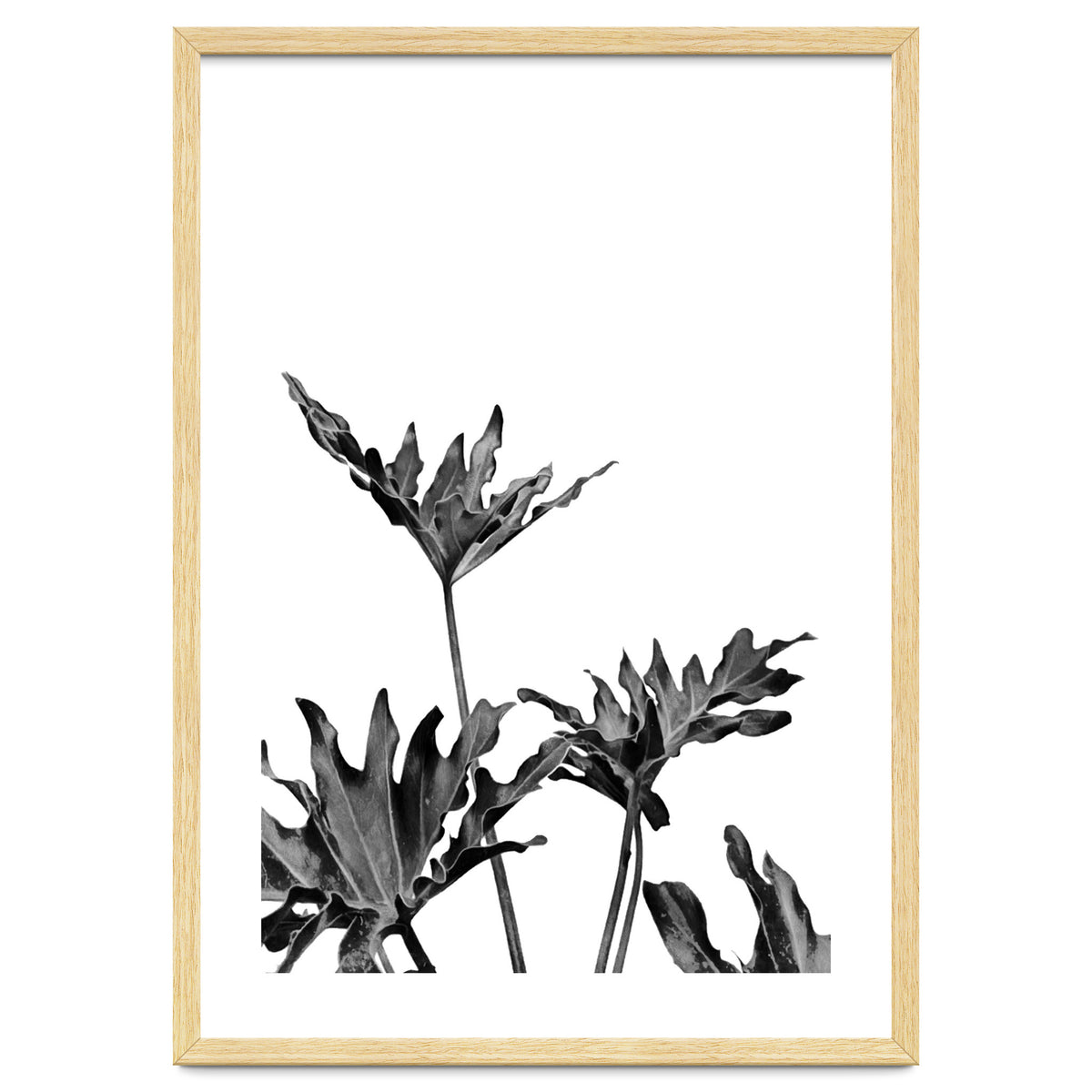 Monstera Black And White 08