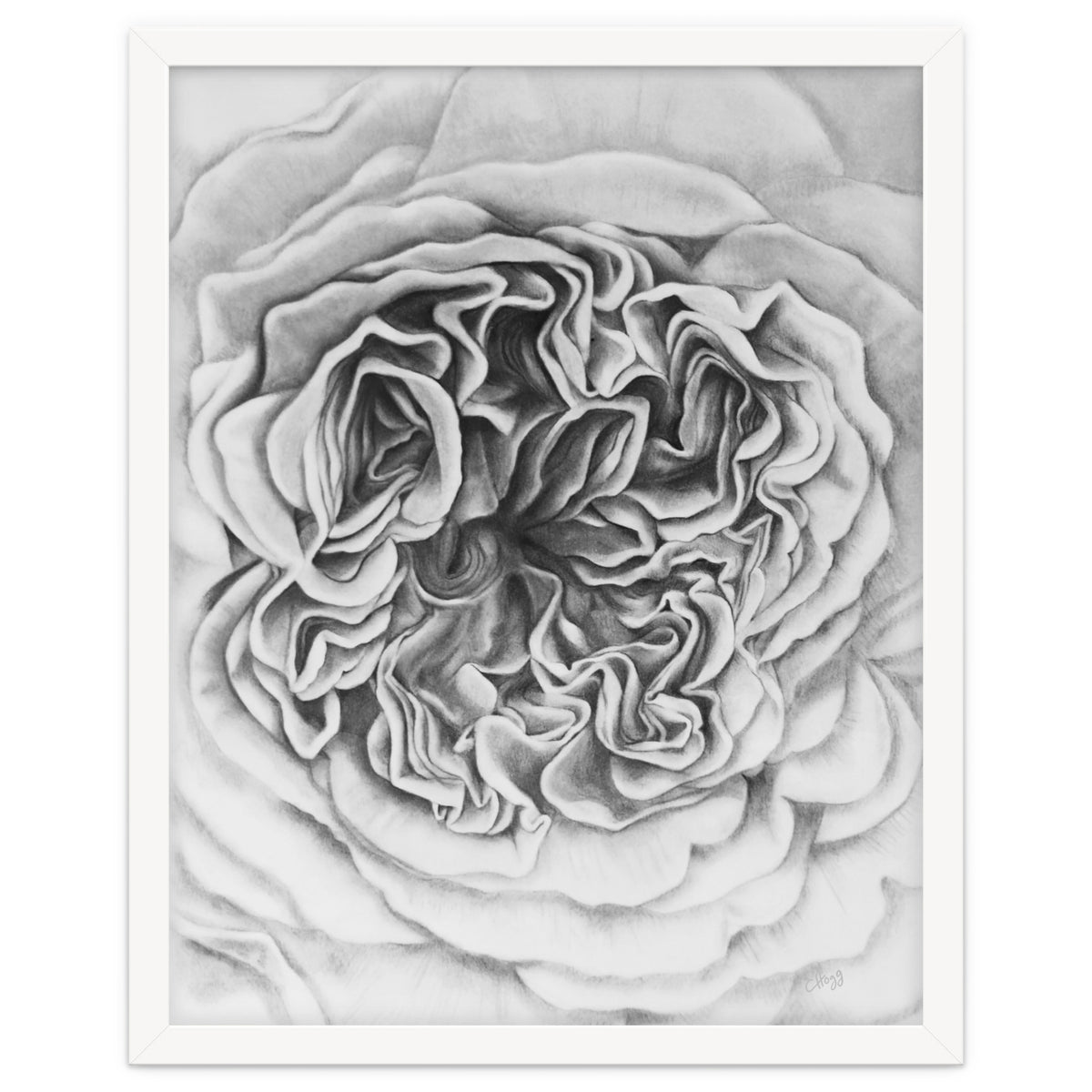 A Rose in Monochrome