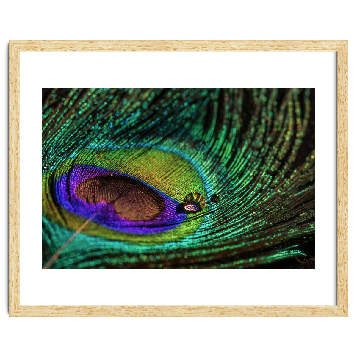 Peacock feather