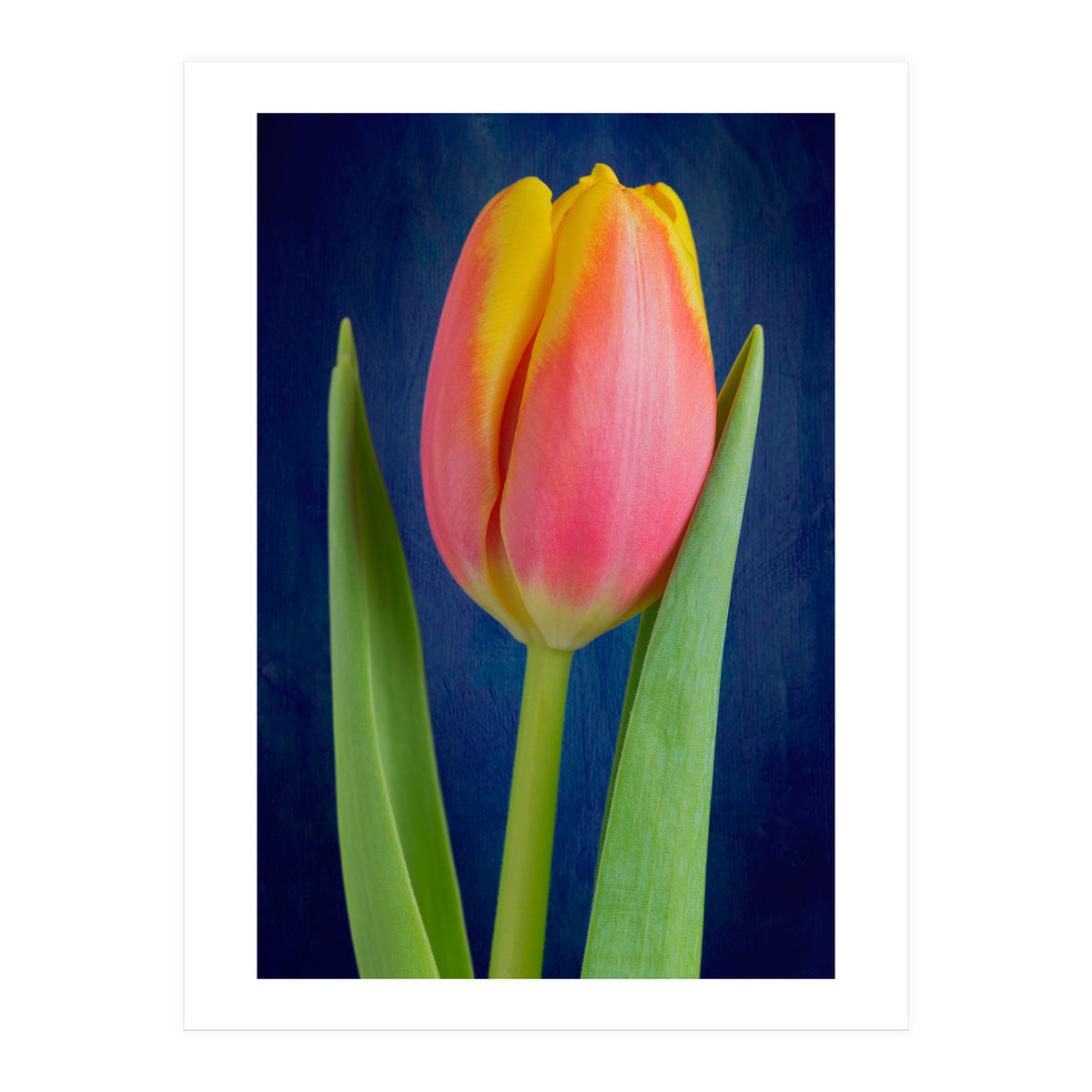 Tulip (Print Only)