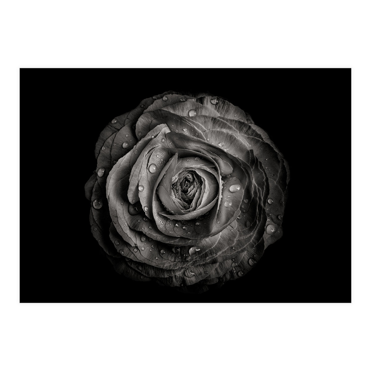 Backyard Flowers In Black And White 72 (Print Only)