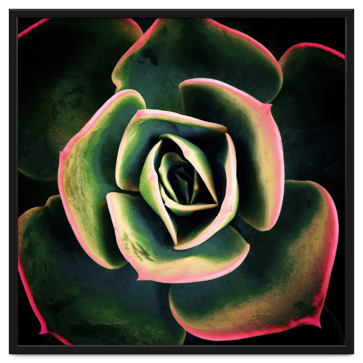 DARKSIDE OF SUCCULENTS XV