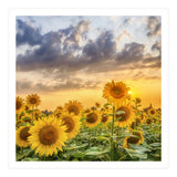 Sunflowers in sunset (Print Only) thumbnail