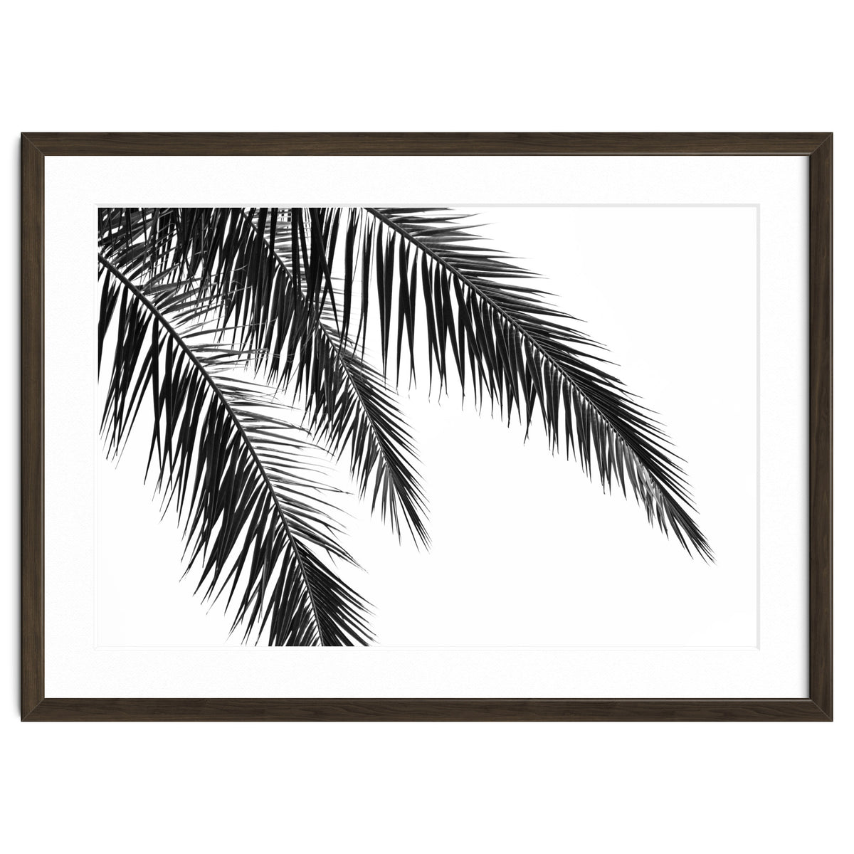Palm Leaves