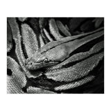 Snake (Print Only) thumbnail