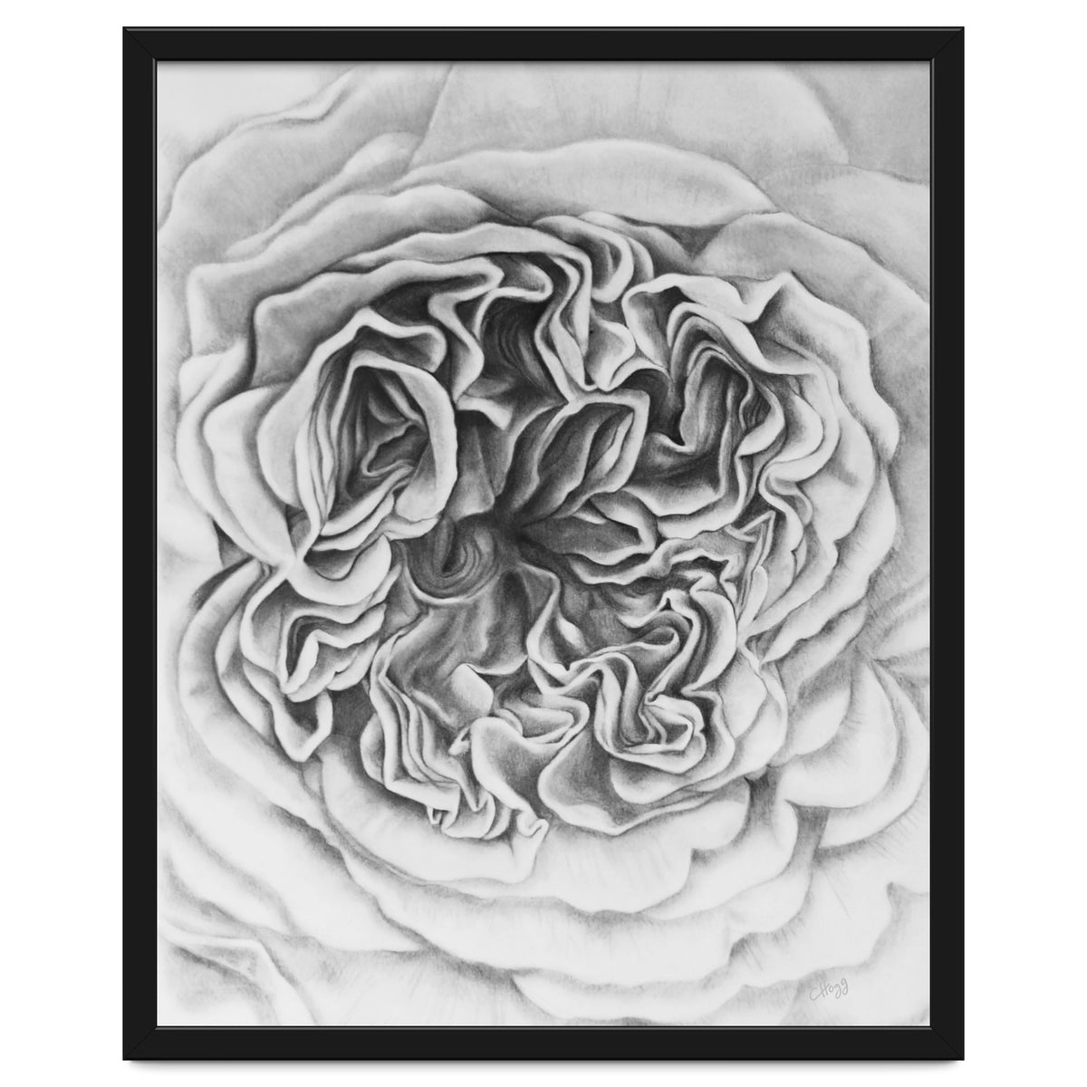 A Rose in Monochrome