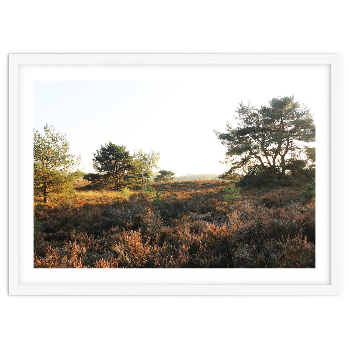 Heath landscape