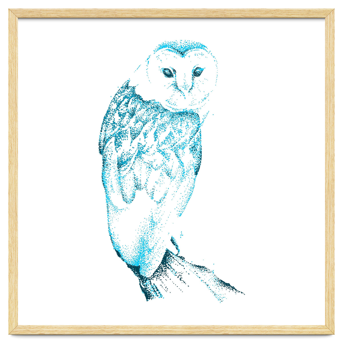 Barn Owl in Teal