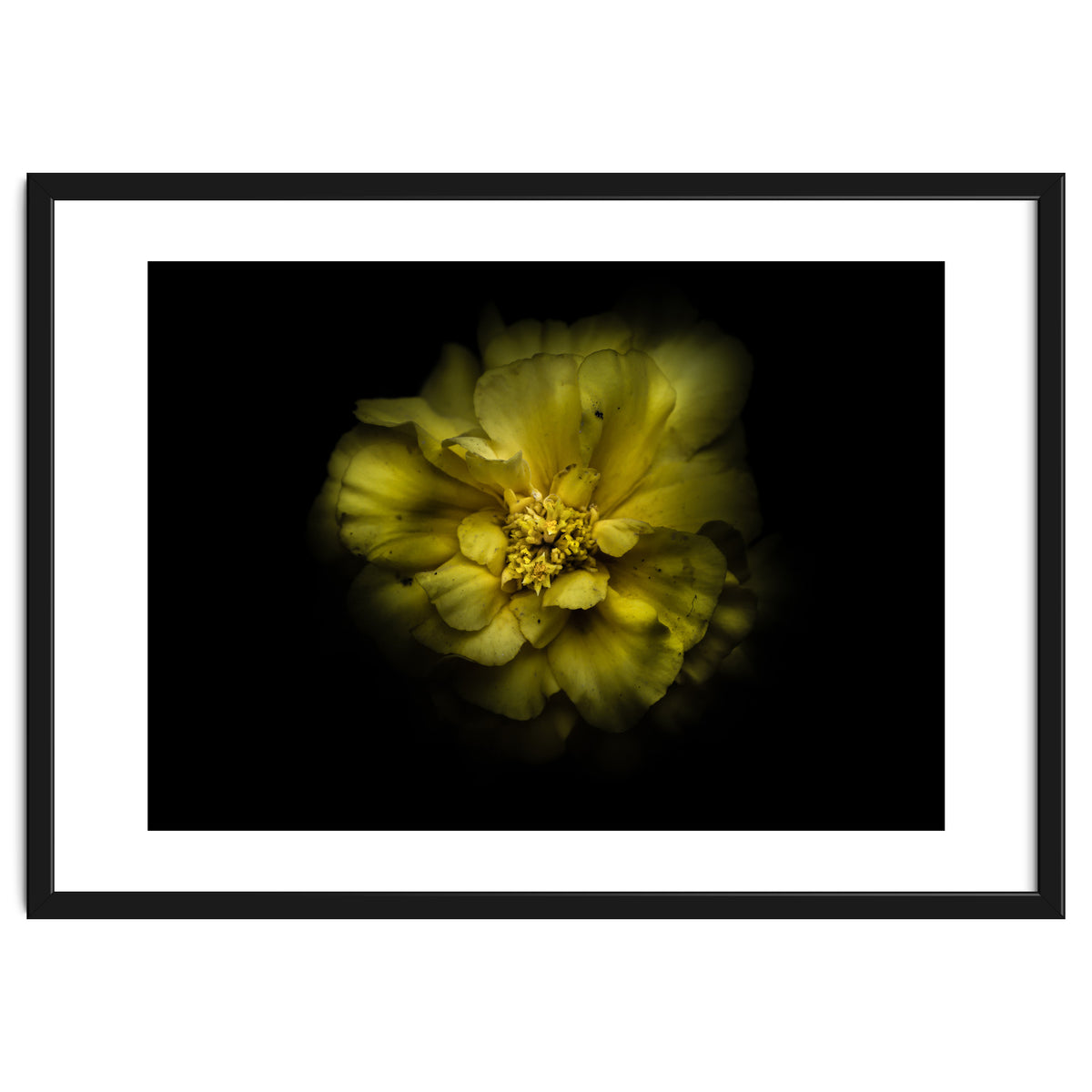 Backyard Flowers No 41 Color Version