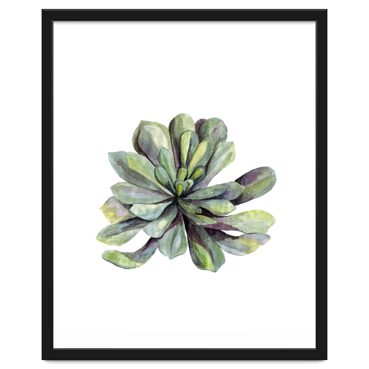 Botanical Illustration Succulent