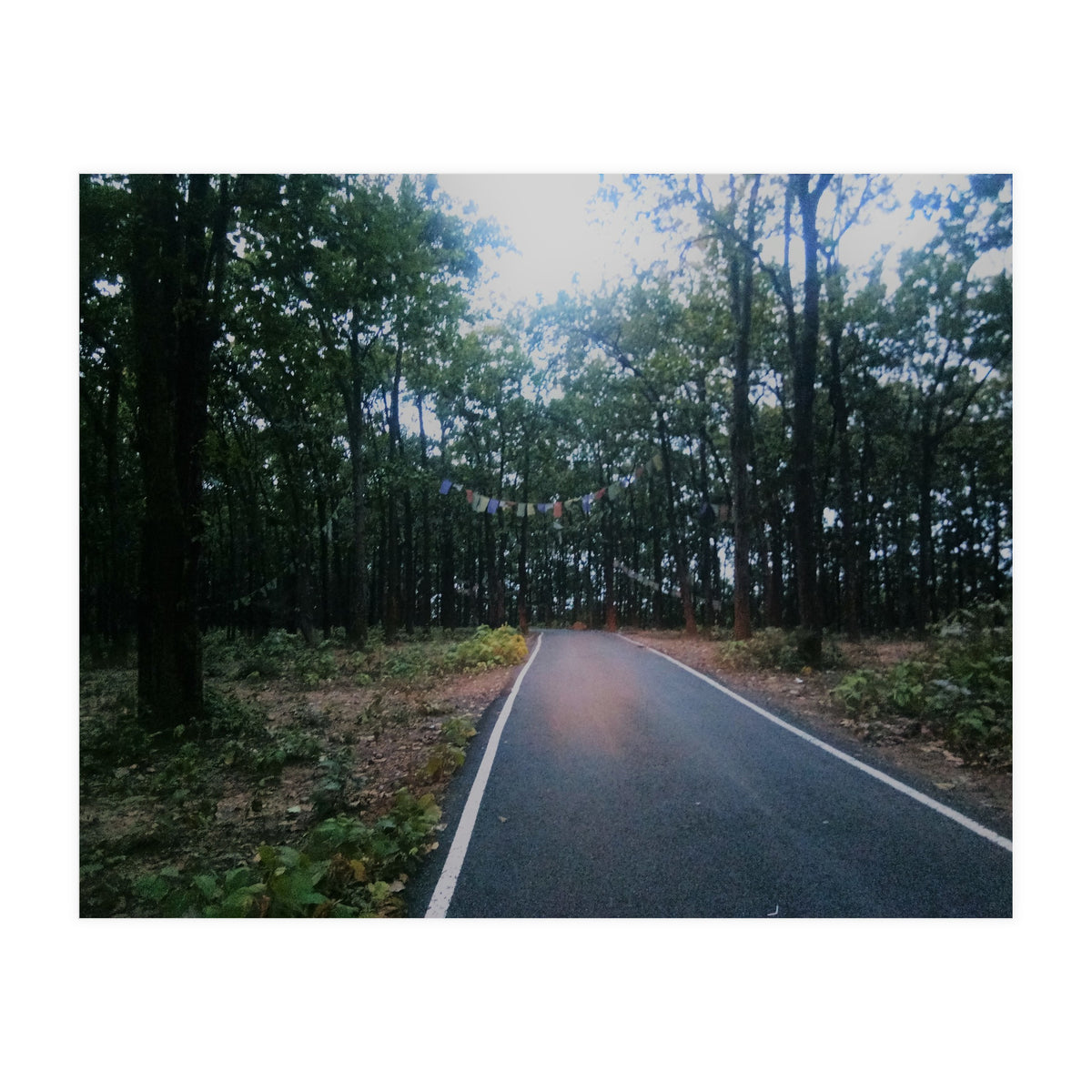 In To The Wild (Print Only)