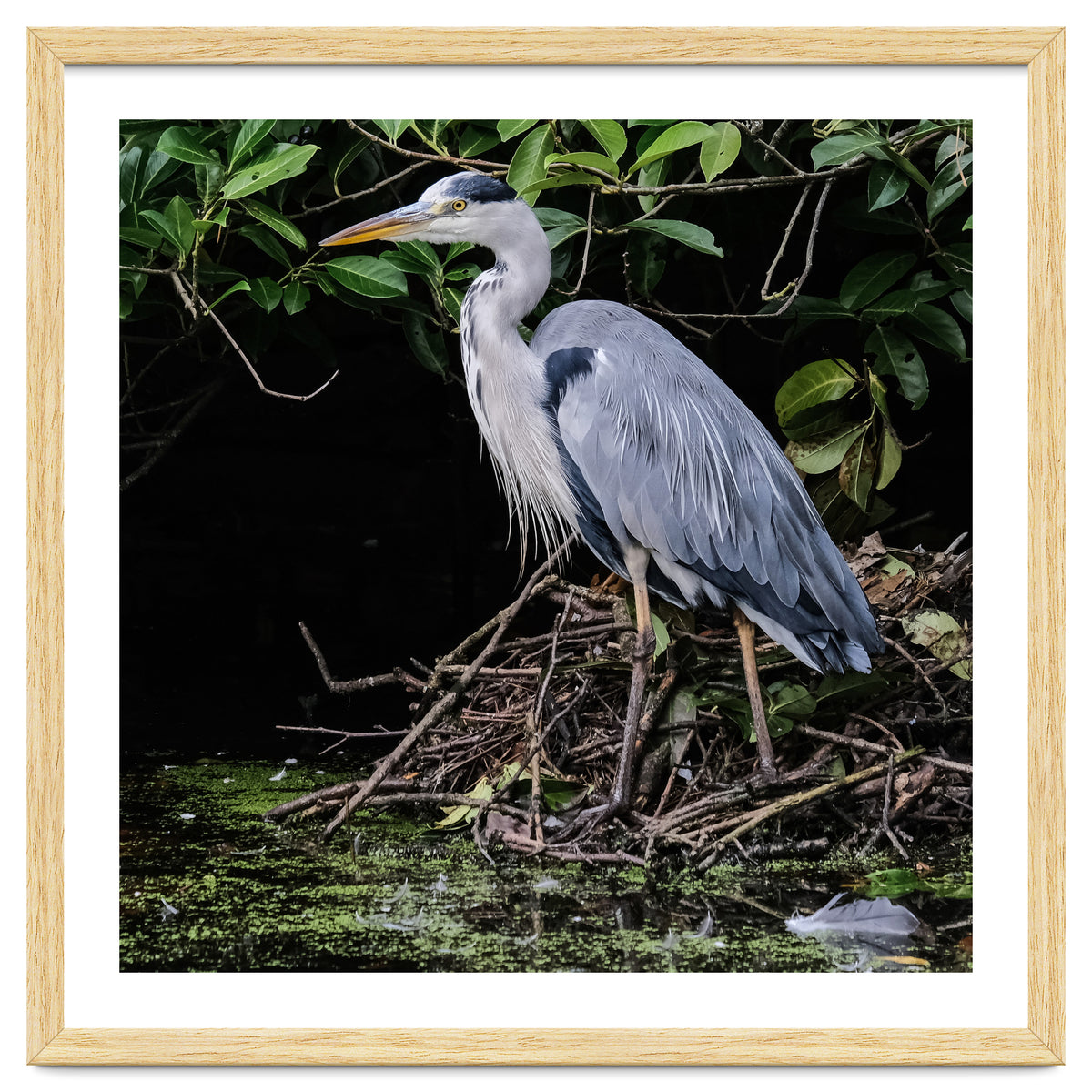 Heron