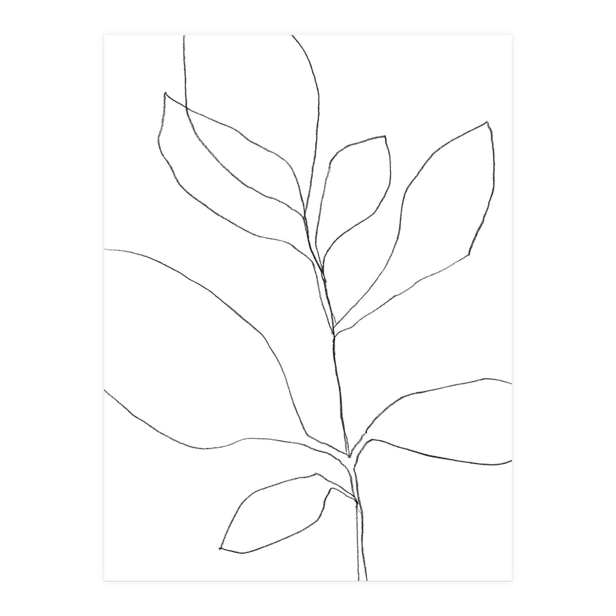 Seven Leaf Plant (Print Only)