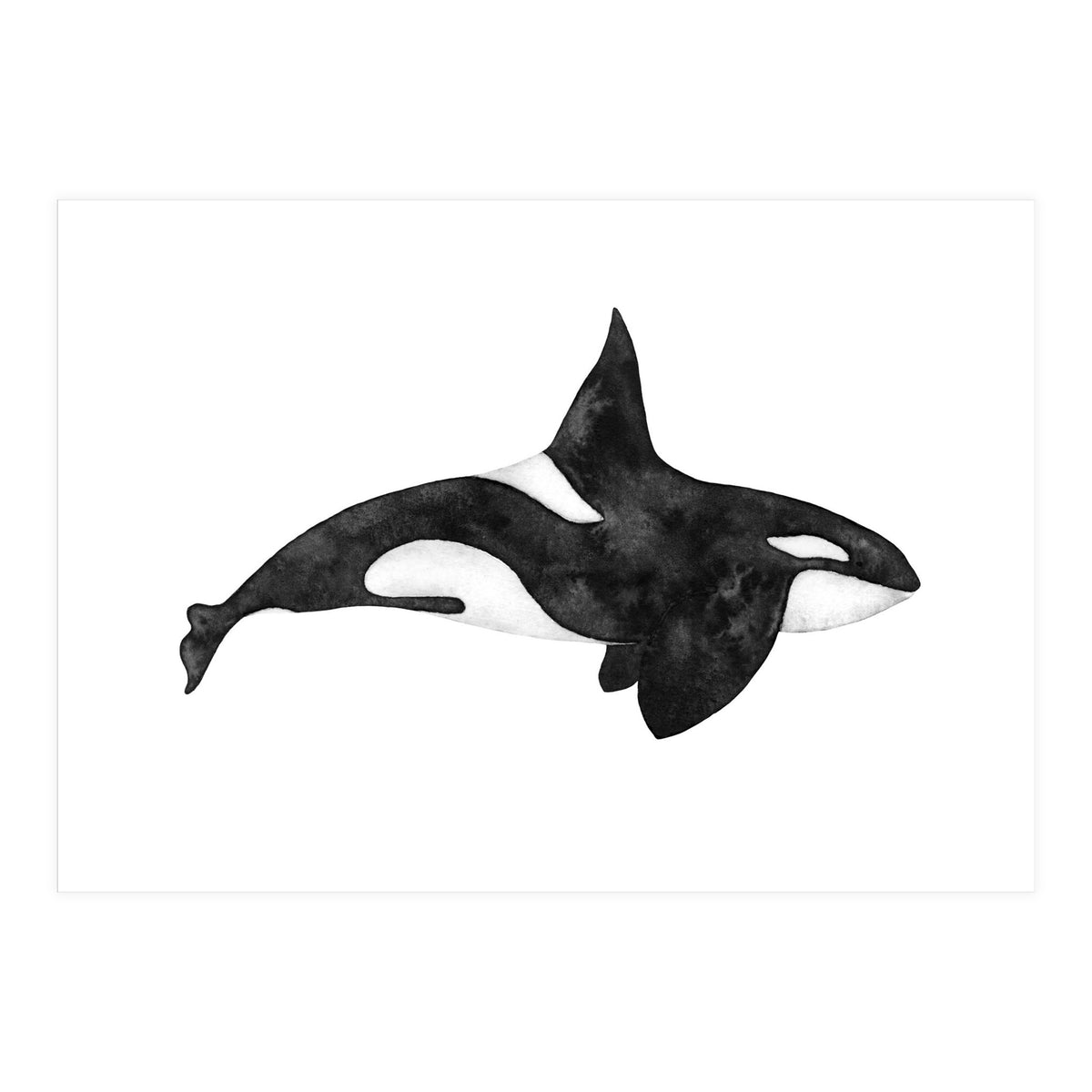 Orca (Print Only)
