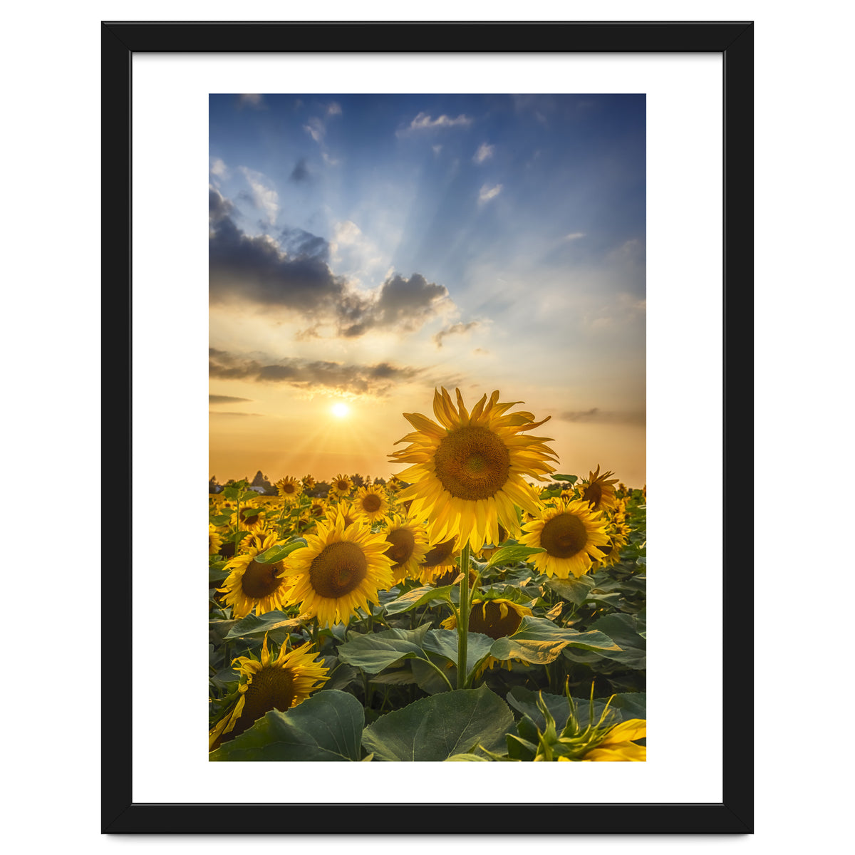 Sunflower field at sunset