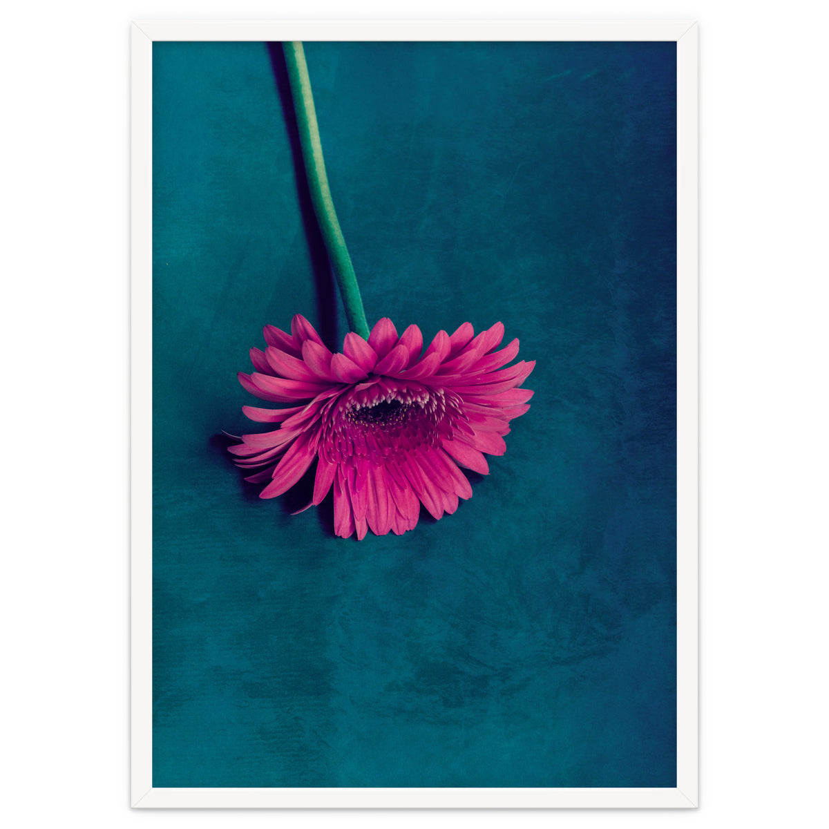 Gerbera for love