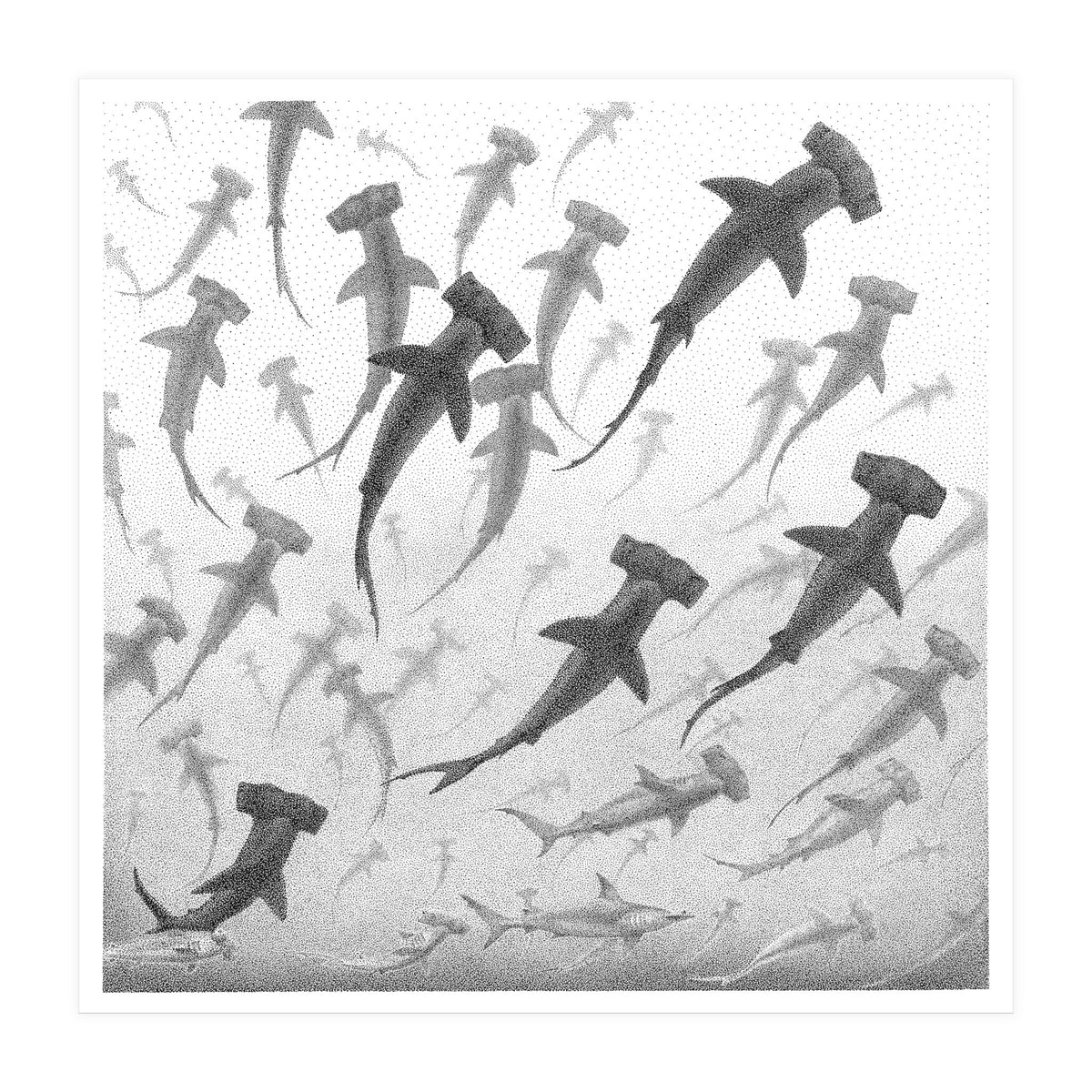 Schooling Hammerheads (Print Only)