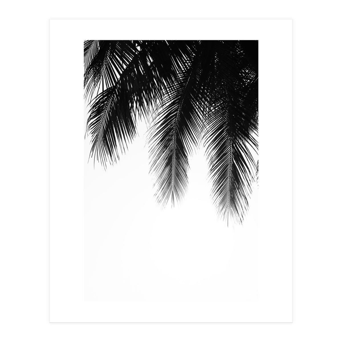 Palm leaves (Print Only)