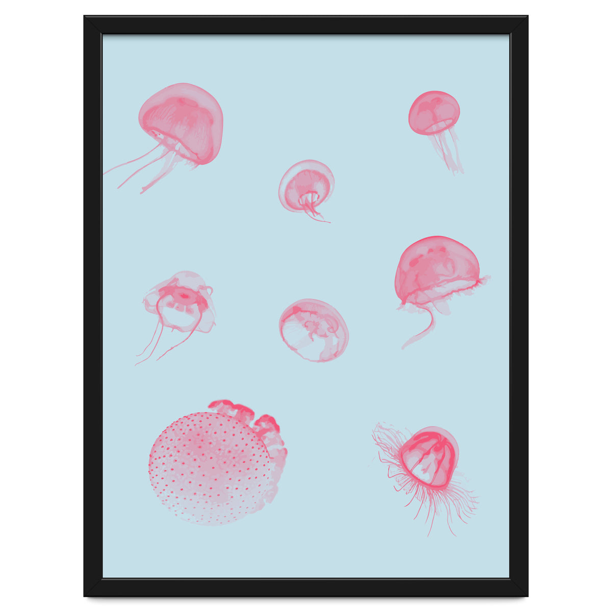 Jellyfish