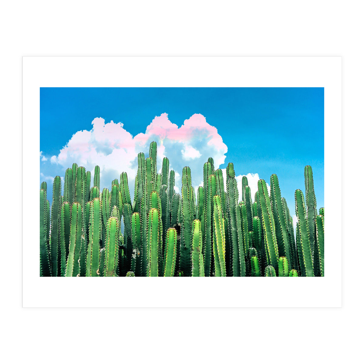 Cactus Summer (Print Only)