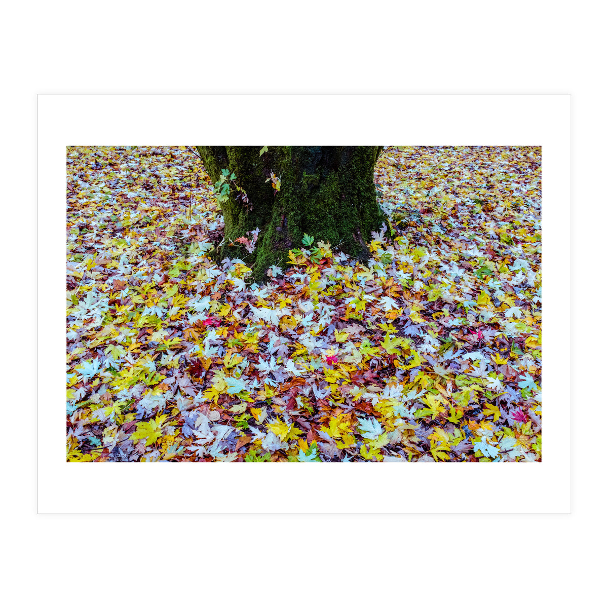 Autumn Leaves (Print Only)