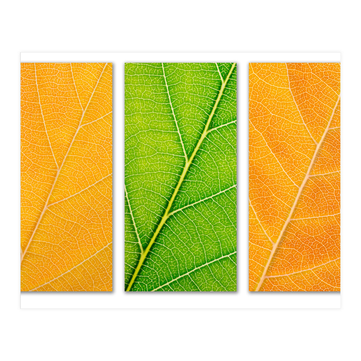 Autumn Leaves (Print Only)