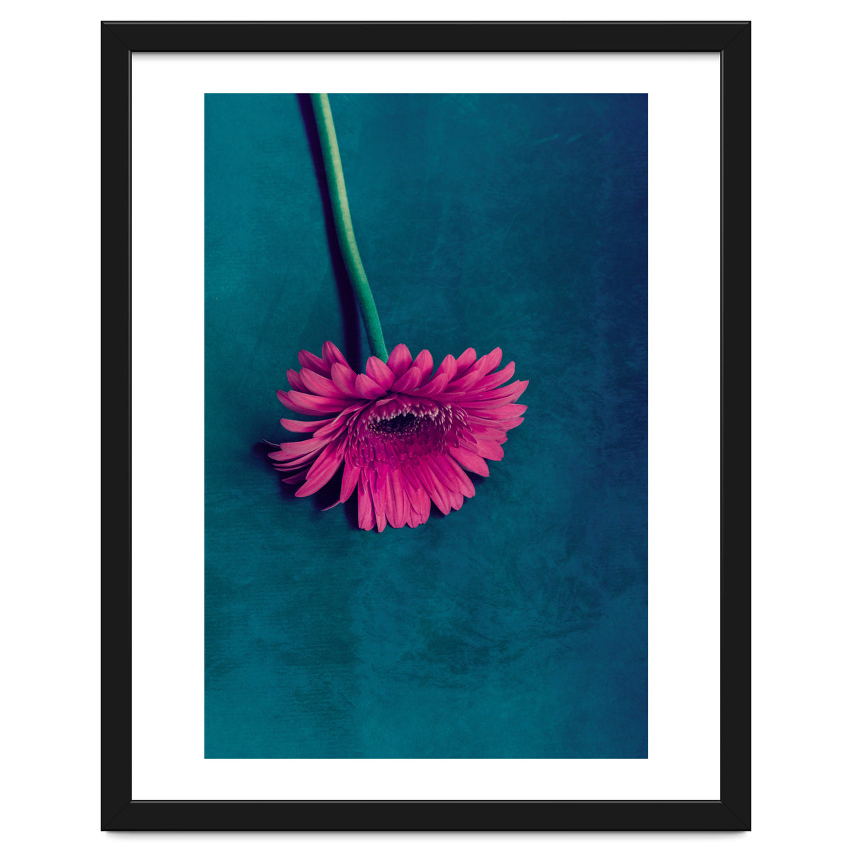 Gerbera for love