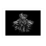 Backyard Flowers In Black And White No 49 (Print Only) thumbnail