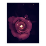 Red Sparkling Rose (Print Only) thumbnail