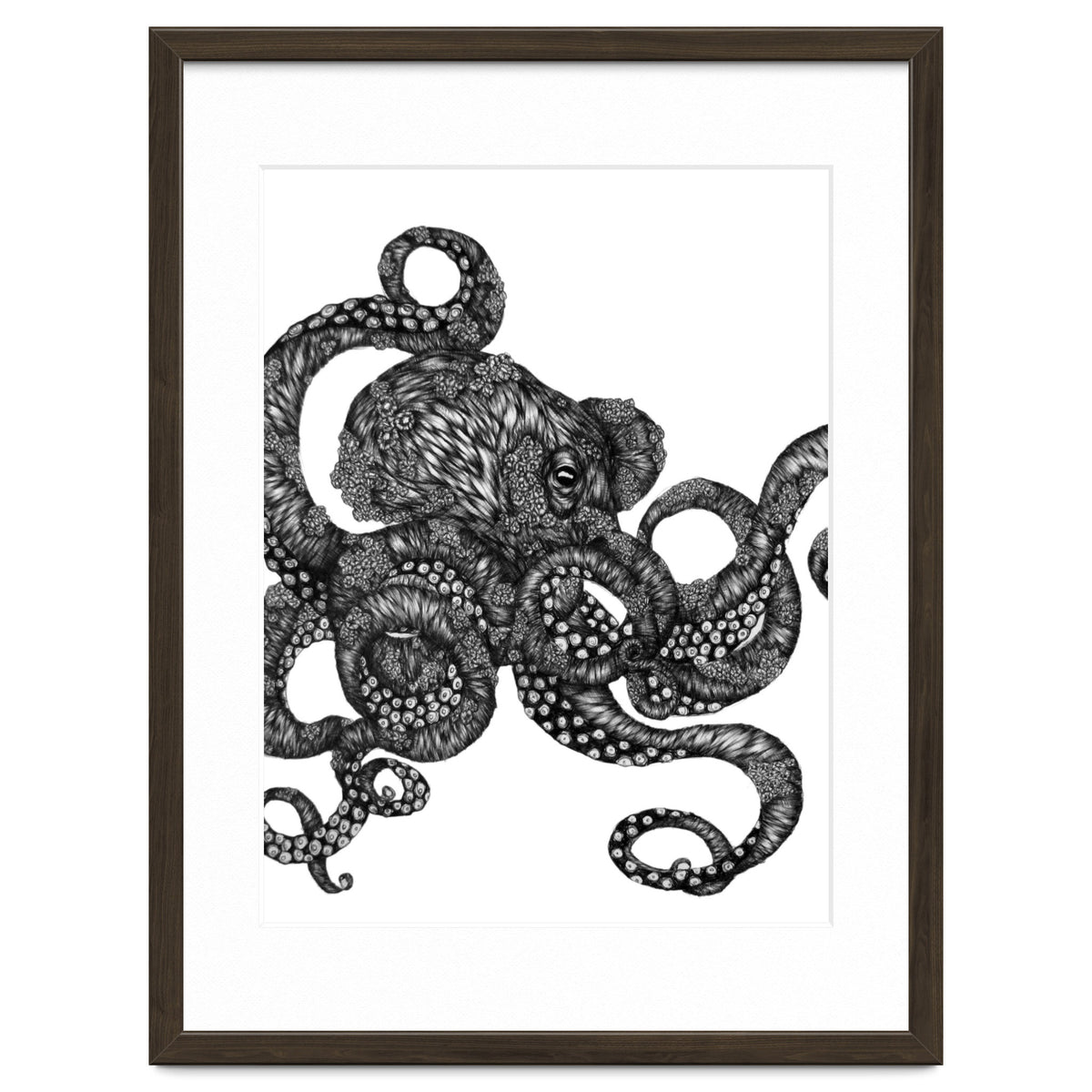 Barnacle Octopus