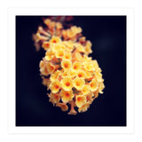 Autumn Flowers (Print Only) thumbnail
