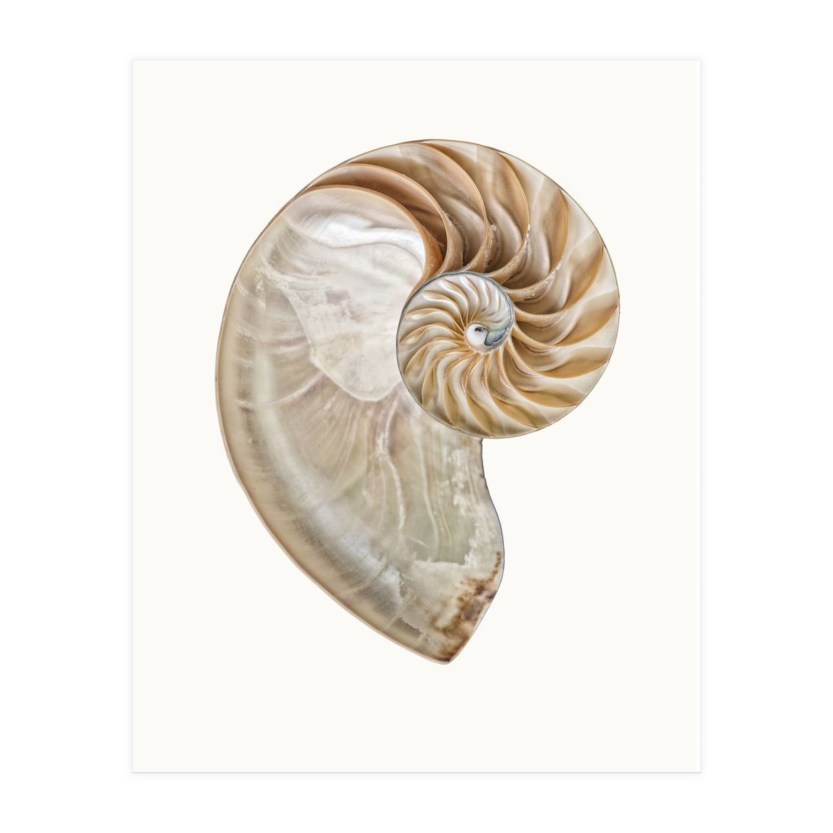 Cc Shell 02 (Print Only)