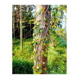Vine (Print Only) thumbnail