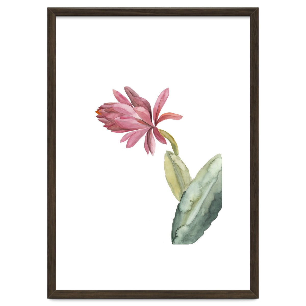 Botanical Illustration Pink Cactus Flower